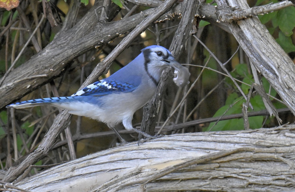 Blue Jay - ML644299902