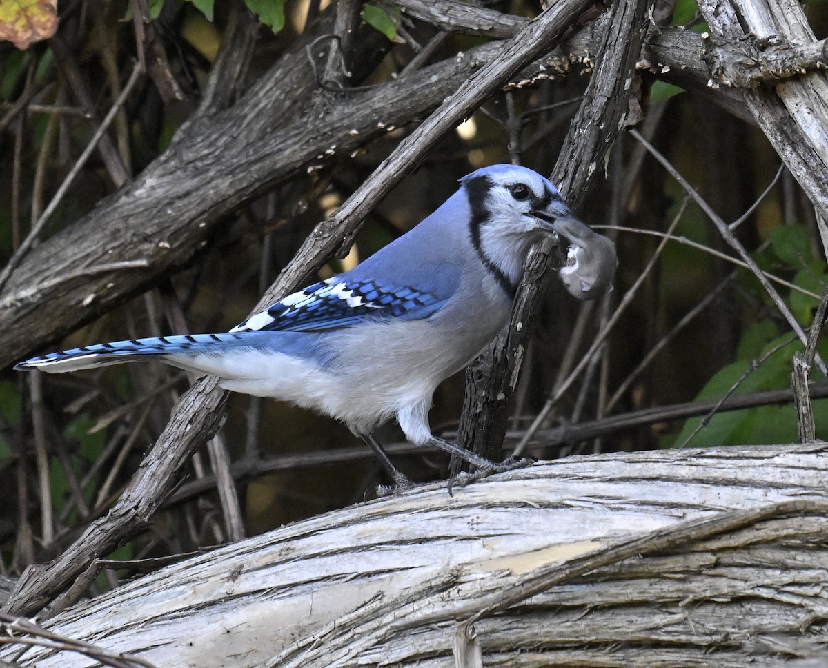 Blue Jay - ML644299903