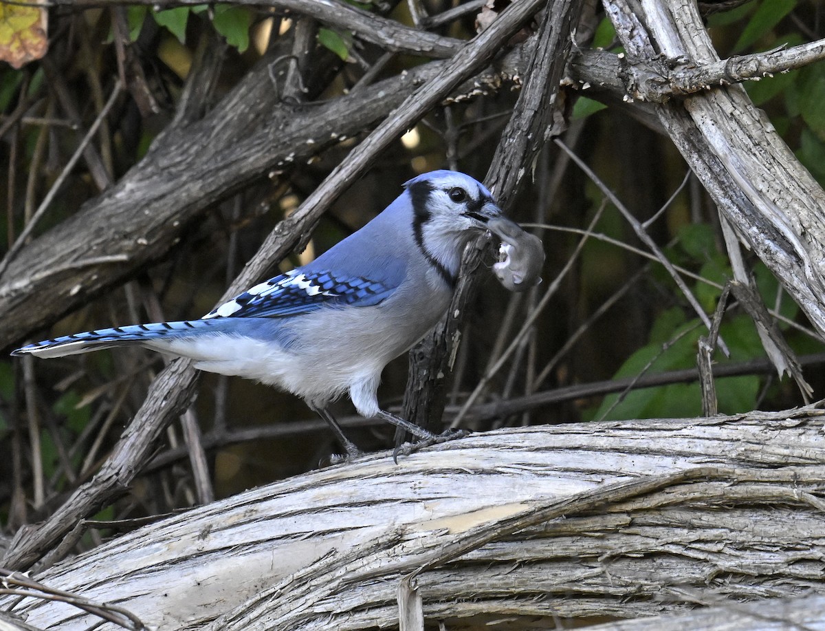 Blue Jay - ML644299904