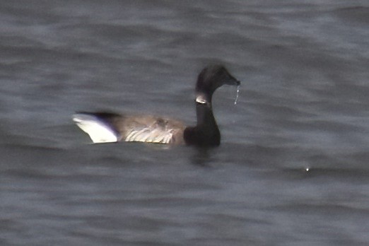 Хар толгойт галуу - ML644299905