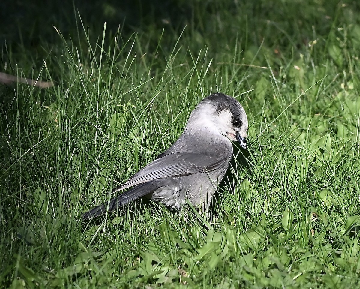 Canada Jay - ML644299906
