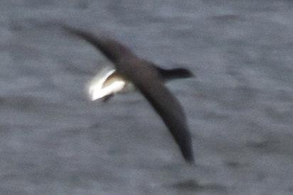 Хар толгойт галуу - ML644299907