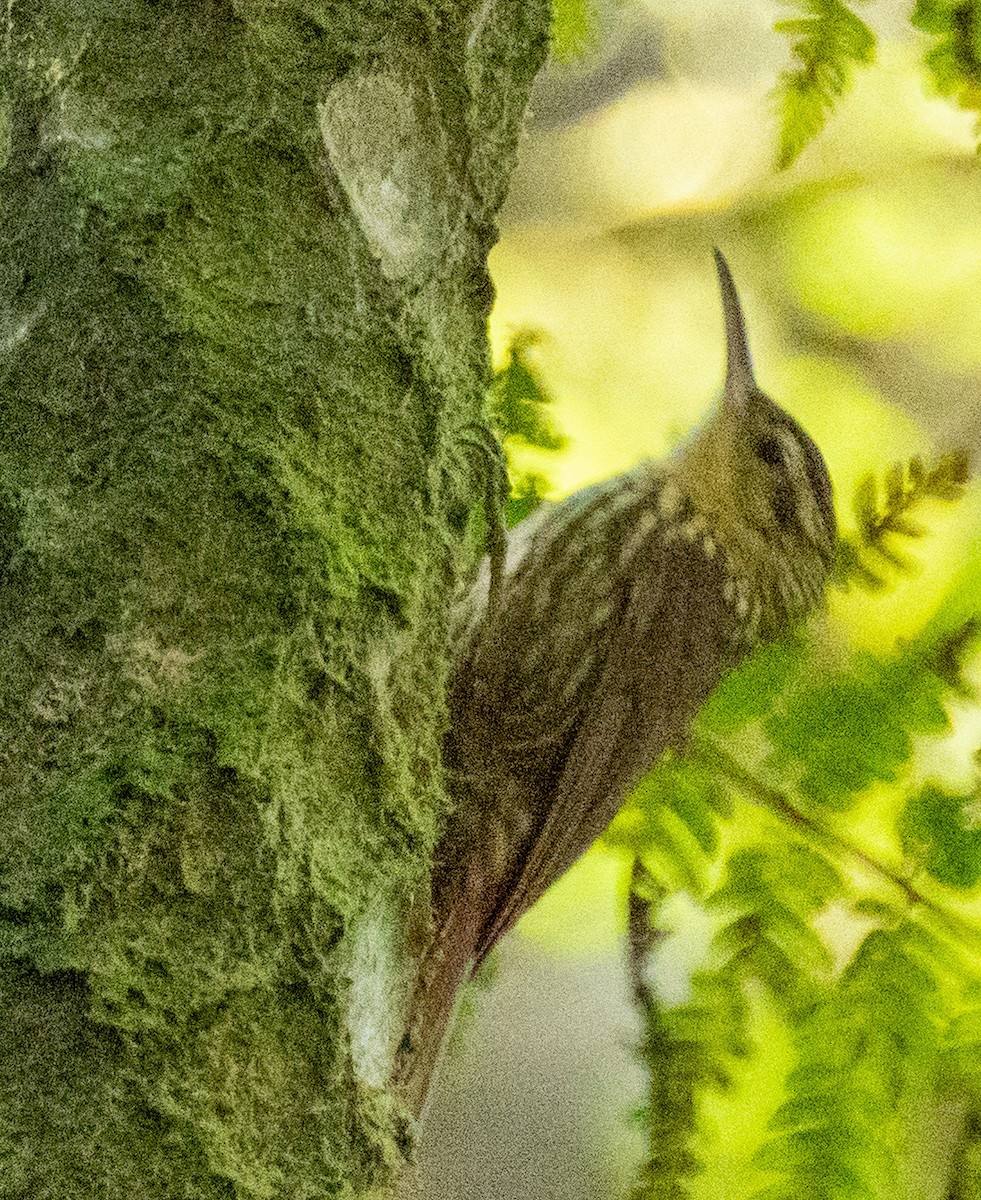 Grimpar brun - ML644299908