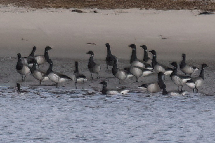 Хар толгойт галуу - ML644299909