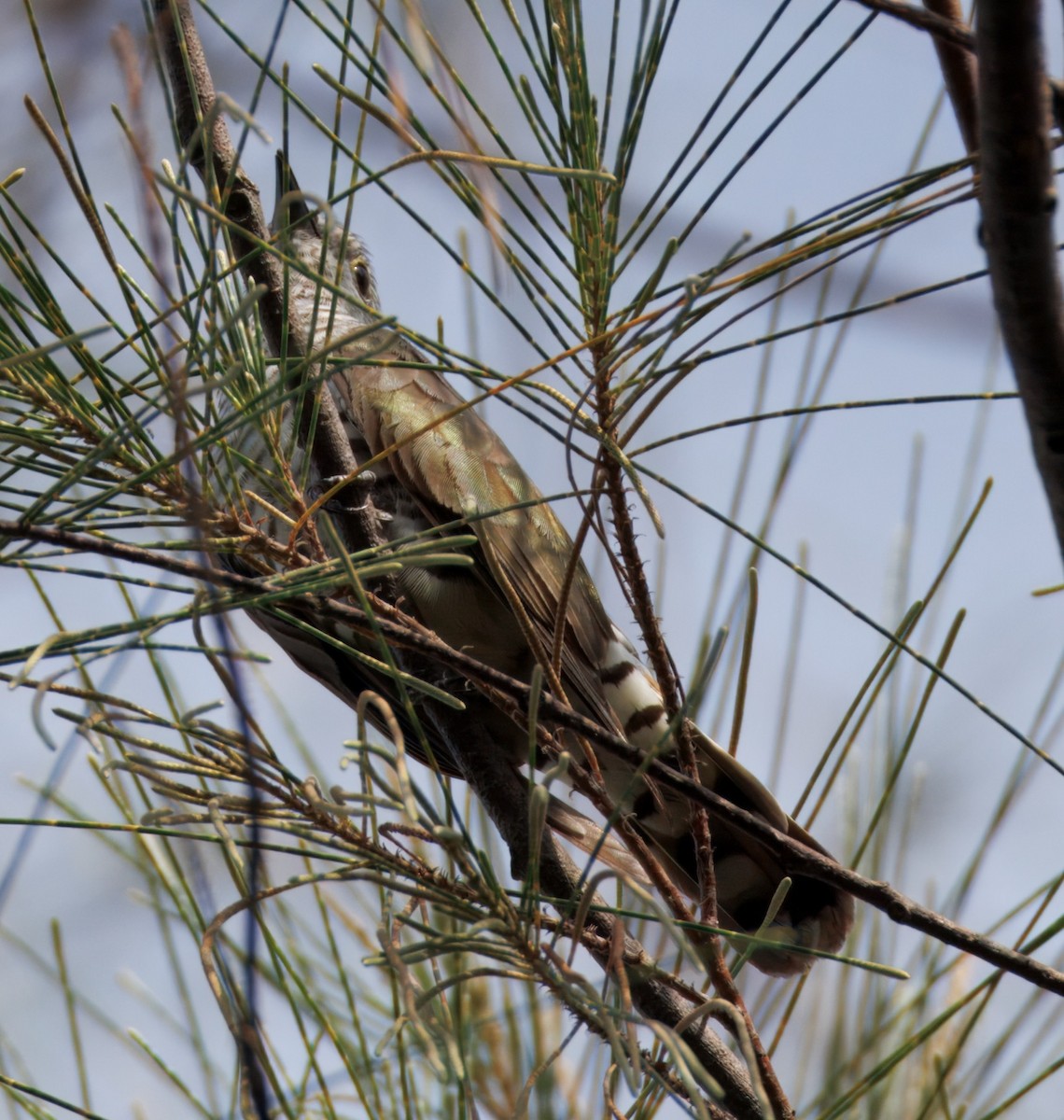 pygmégjøk - ML644299910