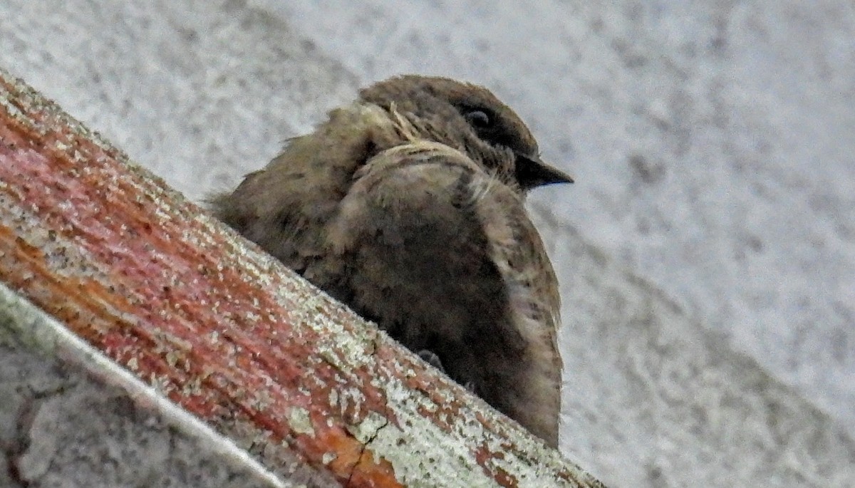 Dusky Crag-Martin - ML644299911
