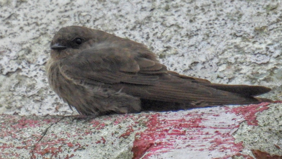 Dusky Crag-Martin - ML644299912