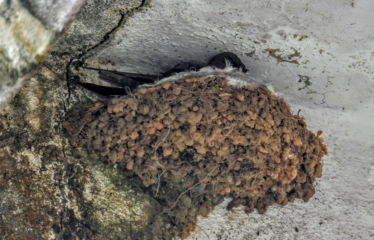 Dusky Crag-Martin - ML644299913