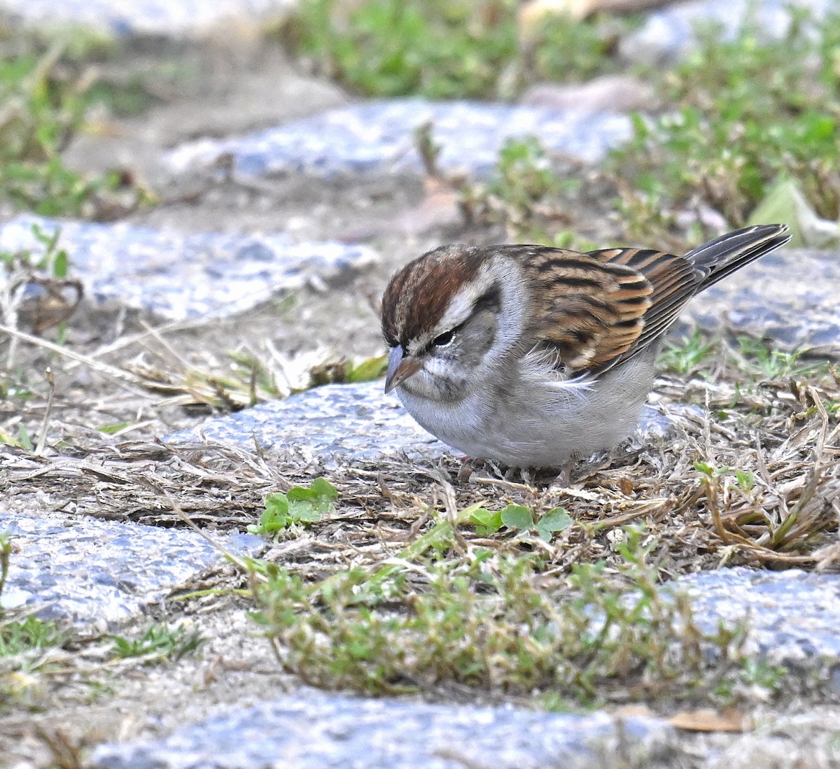 Chipping Sparrow - ML644299914