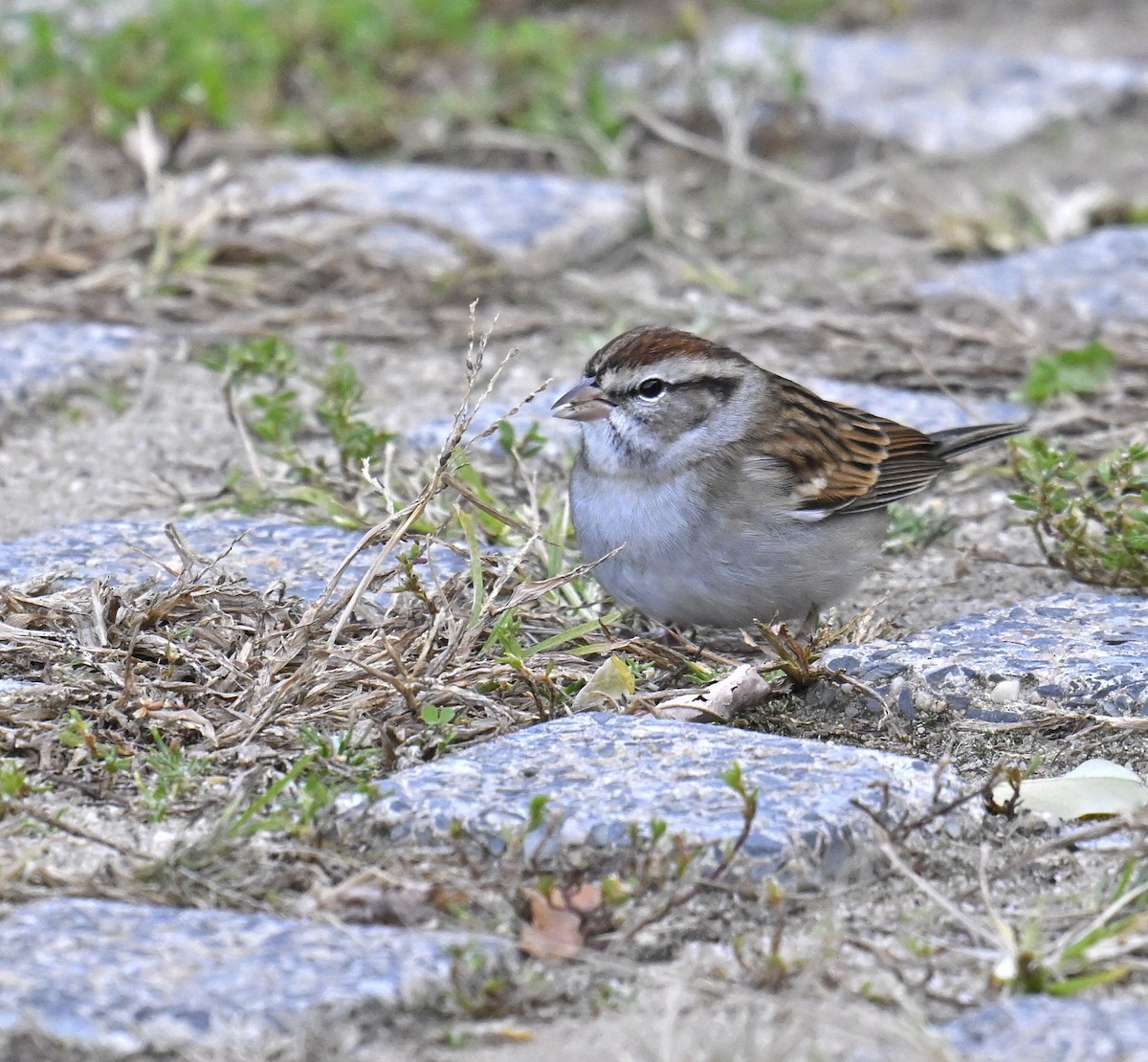 Chipping Sparrow - ML644299915