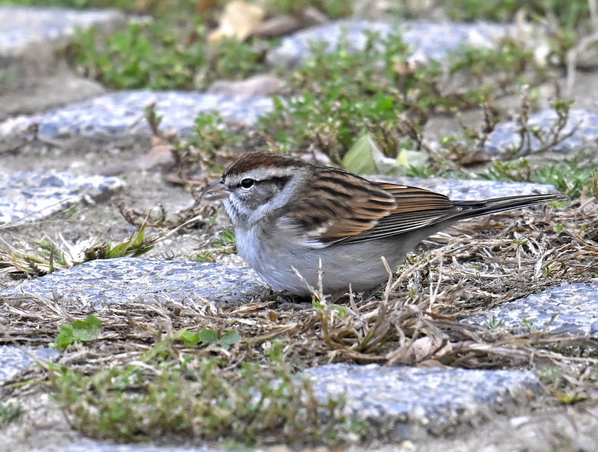 Chipping Sparrow - ML644299916
