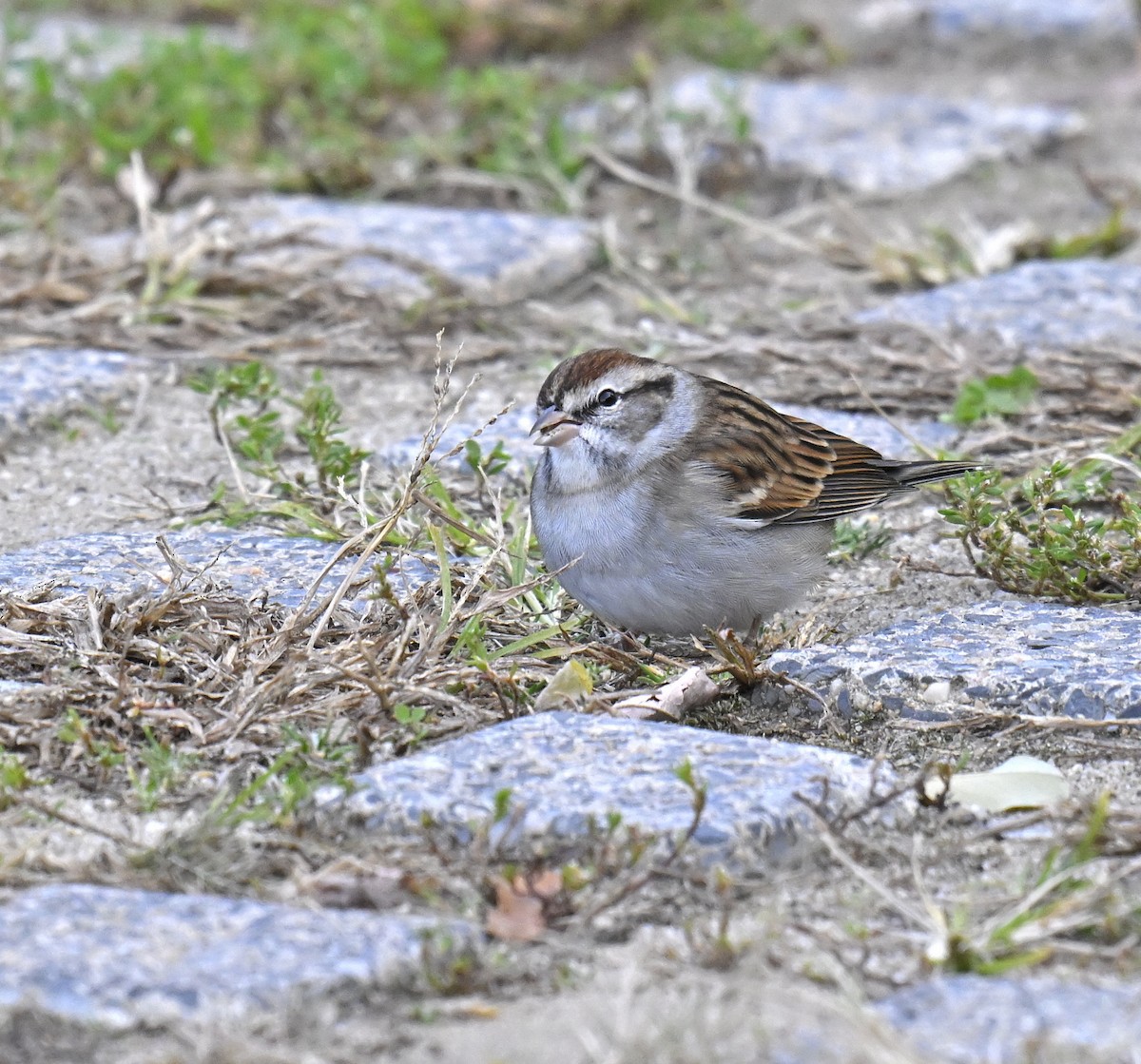 Chipping Sparrow - ML644299917