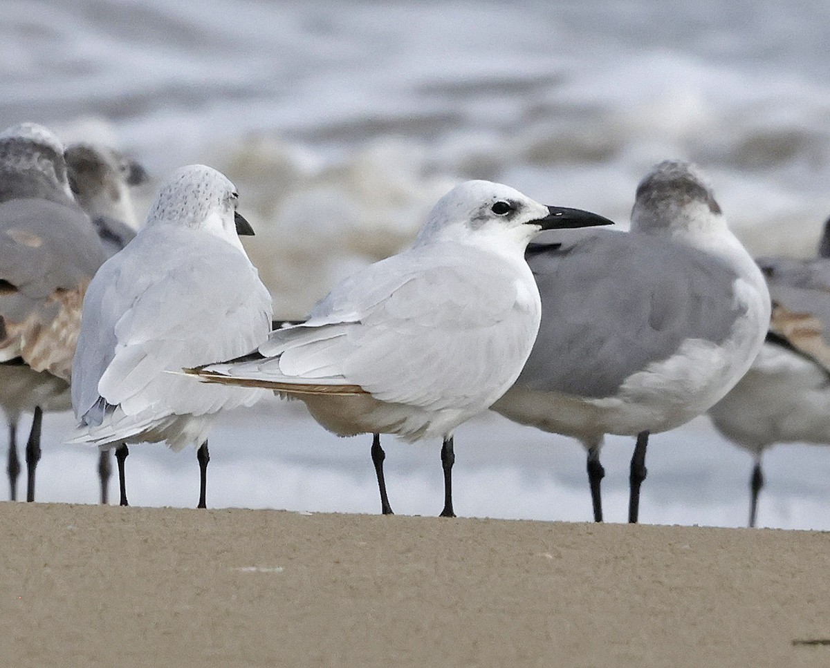 Gull-billed Tern - ML644299920