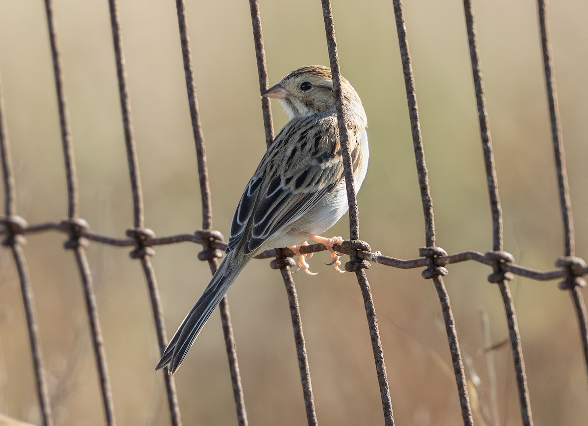 Clay-colored Sparrow - ML644299922