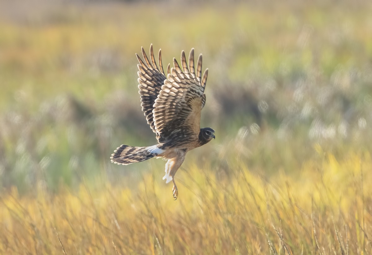 Лунь американський - ML644299926