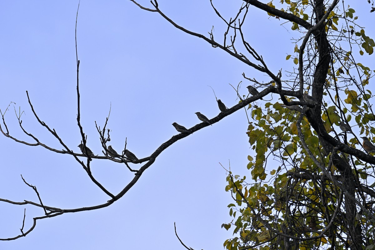 Cedar Waxwing - ML644299929