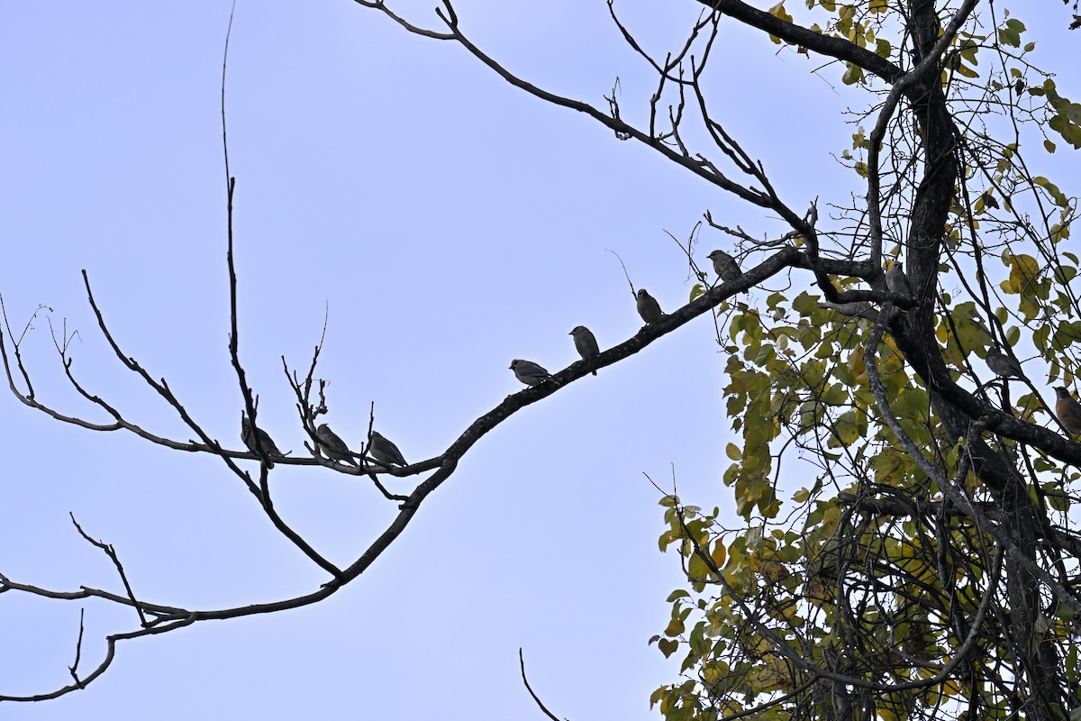 Cedar Waxwing - ML644299930