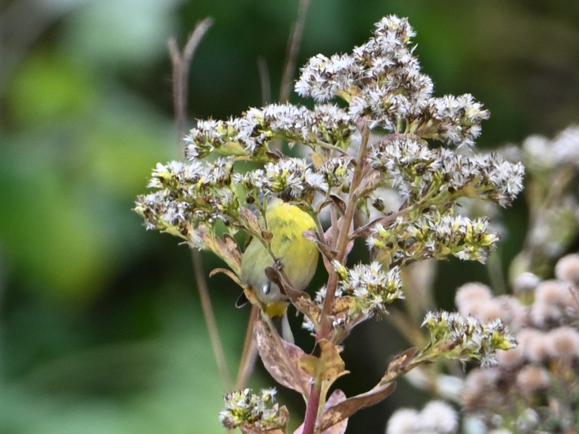 ズアカアメリカムシクイ - ML644299933