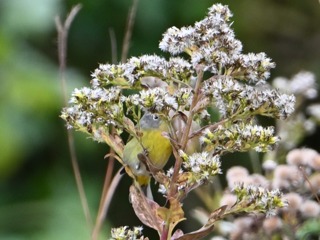 ズアカアメリカムシクイ - ML644299934