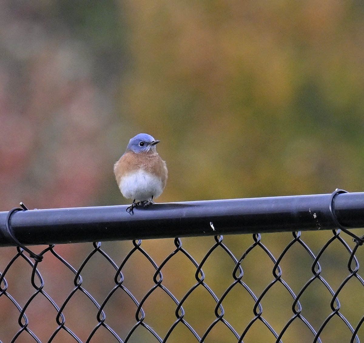 Eastern Bluebird - ML644299935