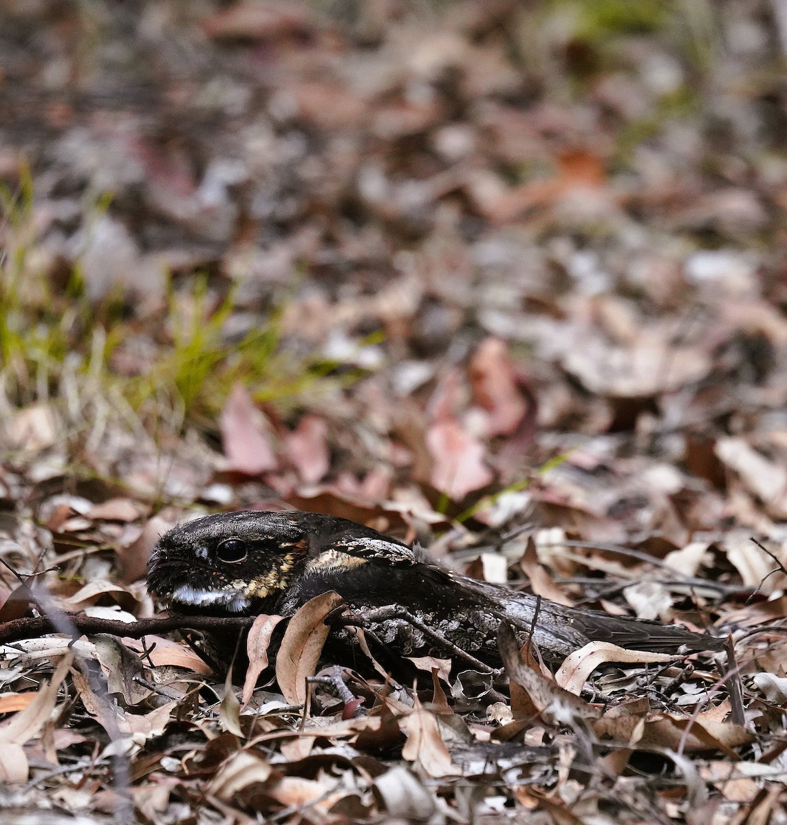 オオヒゲナシヨタカ - ML644299937