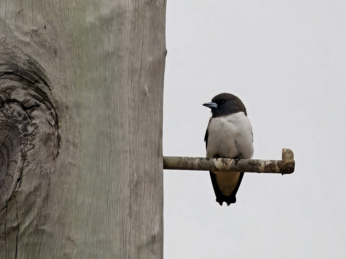 Weißbauch-Schwalbenstar - ML644299938