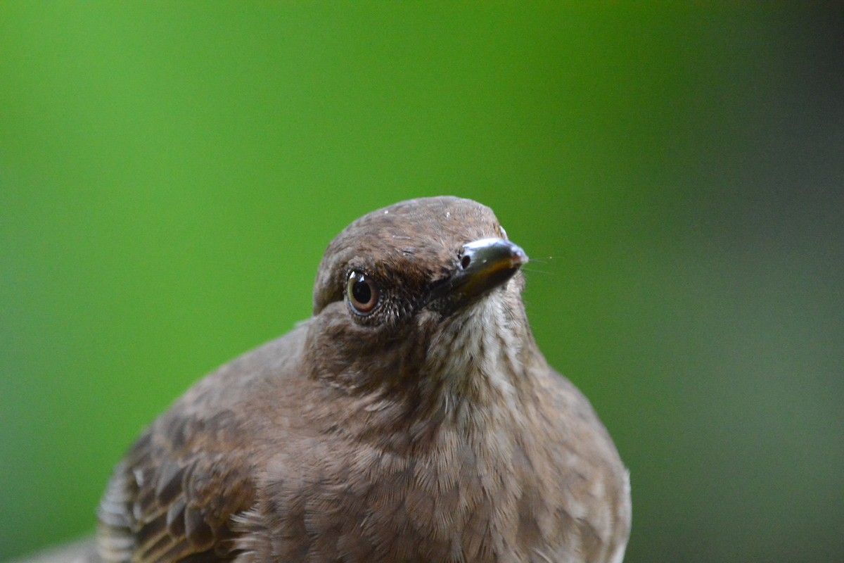 Black-billed Thrush - ML644299939
