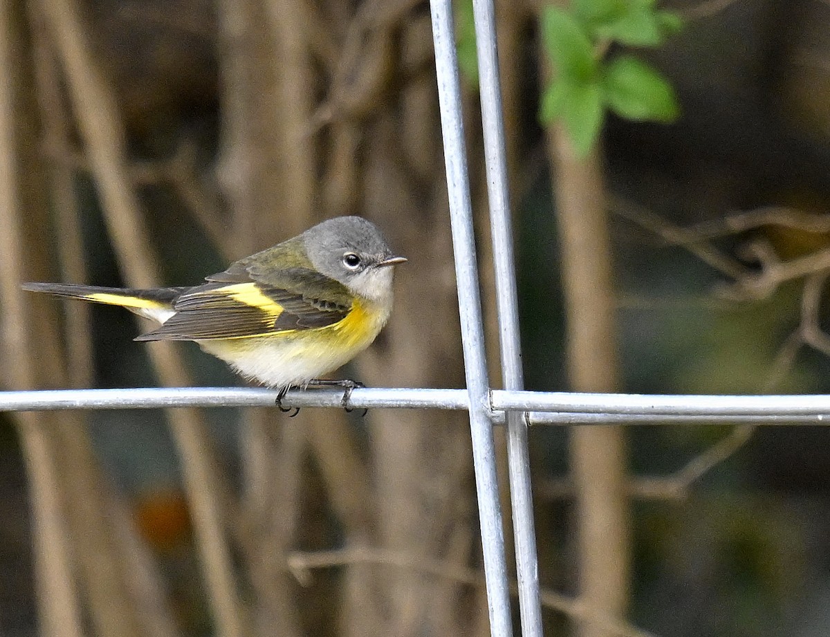 Kızıl Kuyruklu Ötleğen - ML644299941