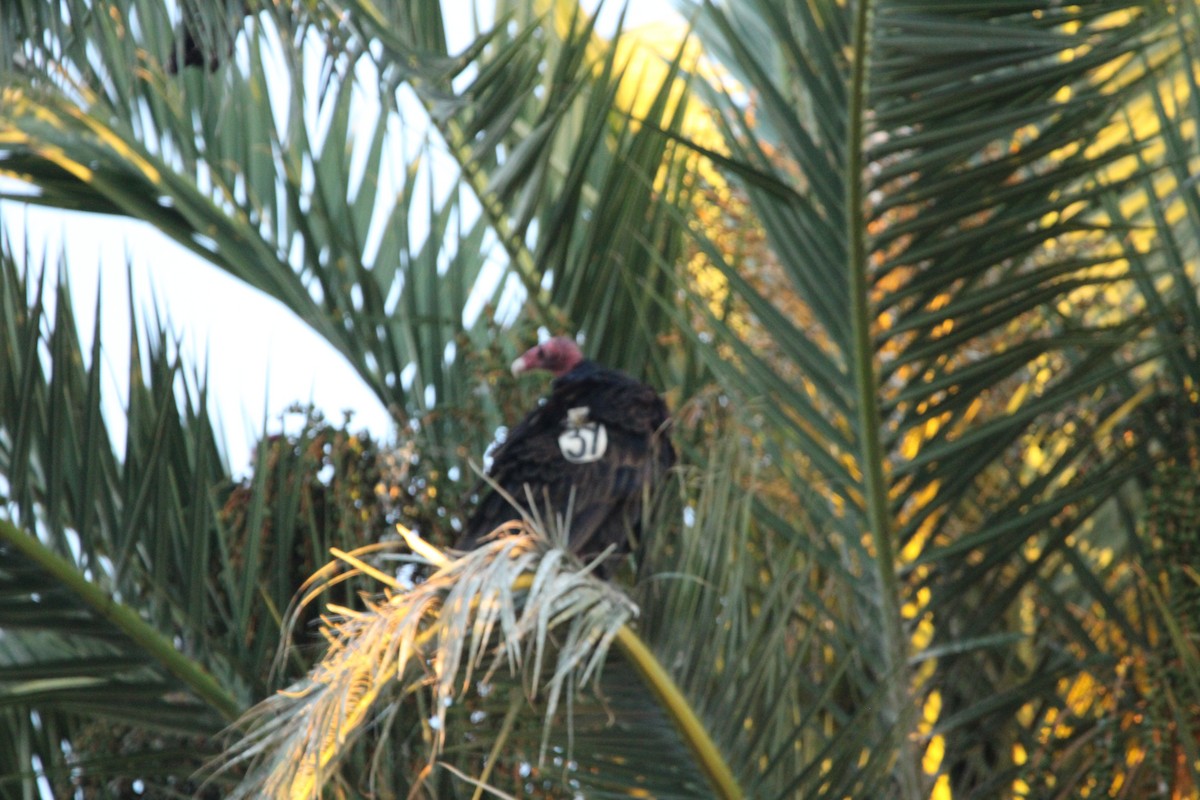 Aura Gallipavo - ML644299951