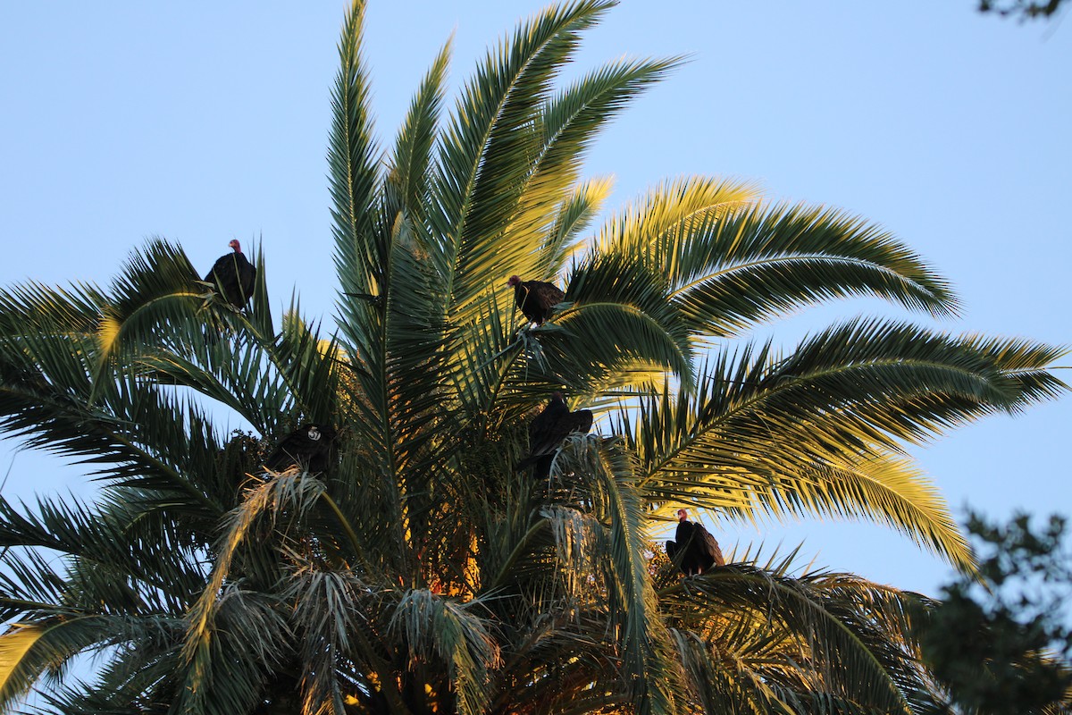 Aura Gallipavo - ML644299952