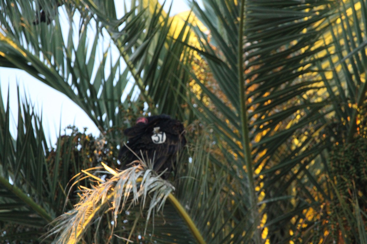 Aura Gallipavo - ML644299953