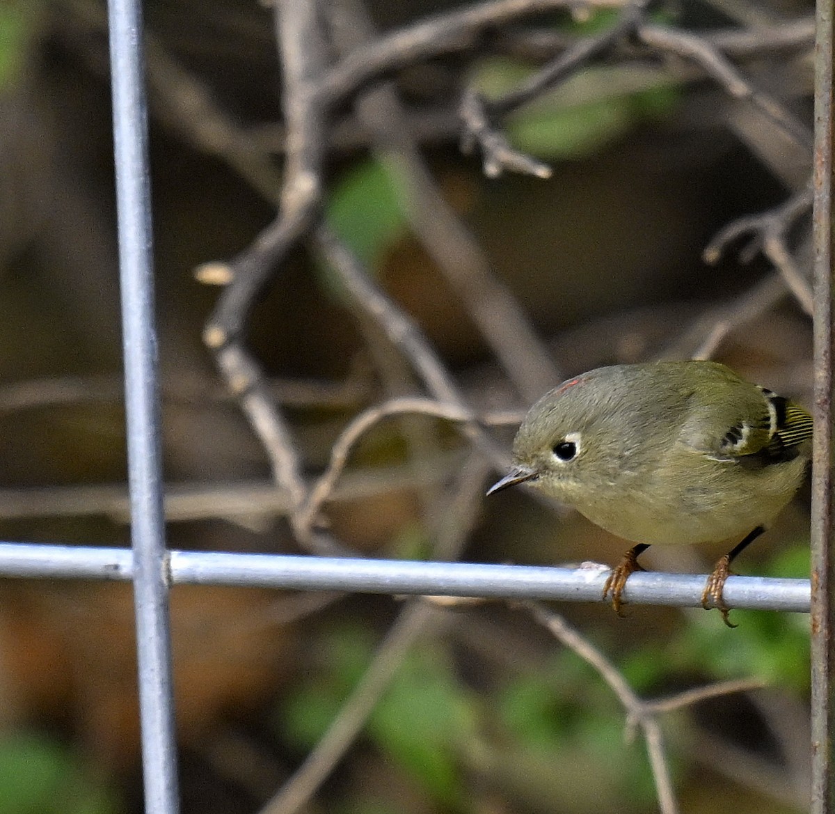 Ruby-crowned Kinglet - ML644299954