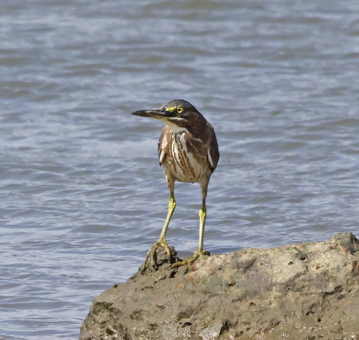Green Heron - ML644299961
