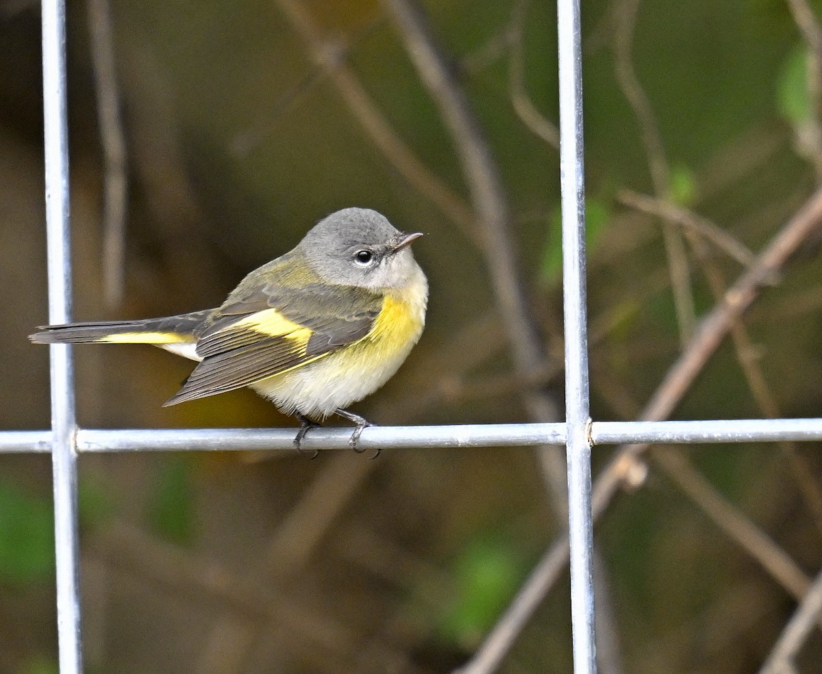 Kızıl Kuyruklu Ötleğen - ML644299962