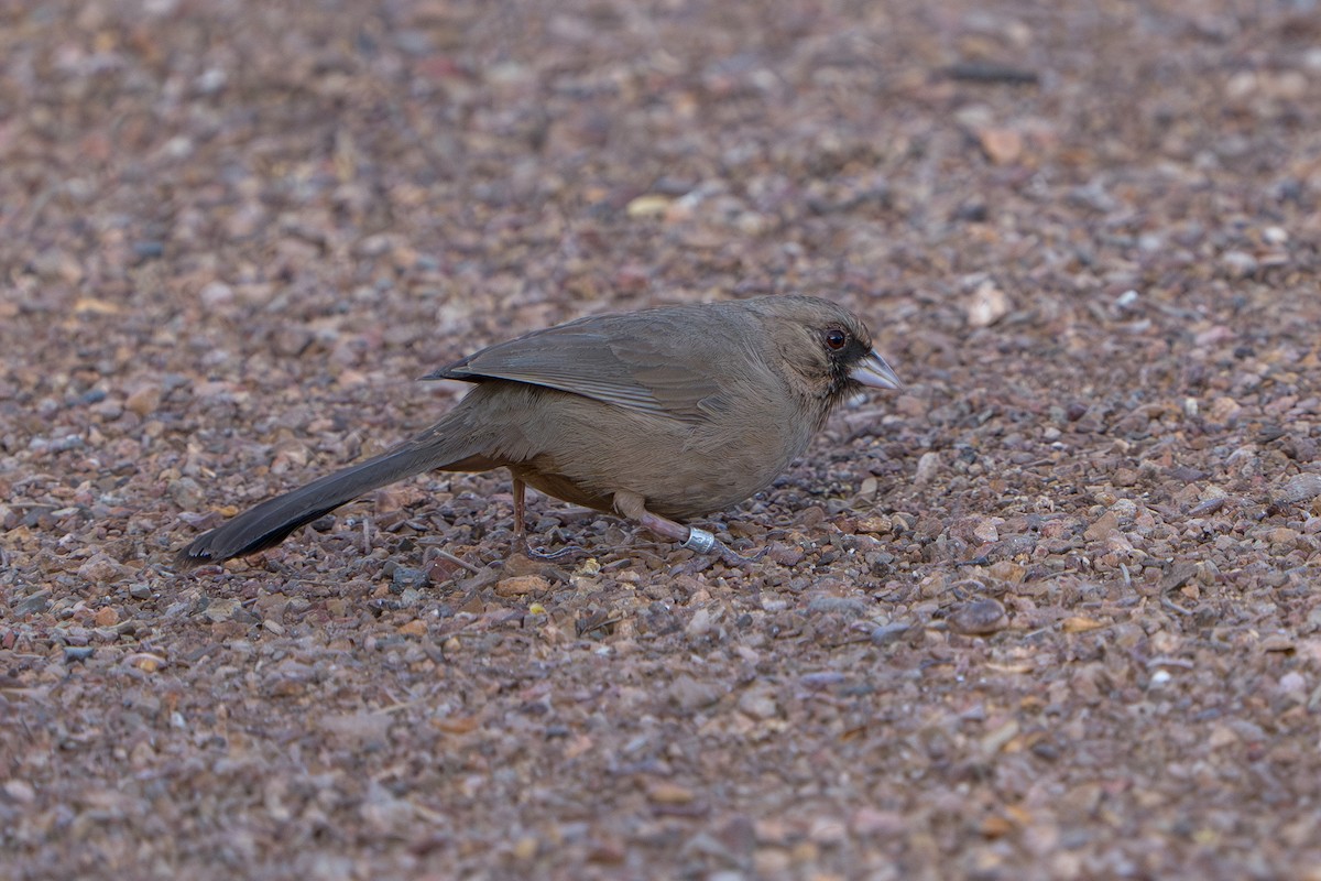 Abert's Towhee - ML644299963