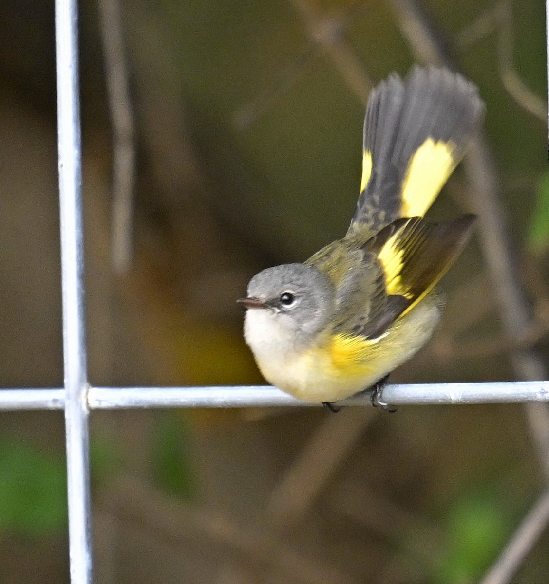 Kızıl Kuyruklu Ötleğen - ML644299965