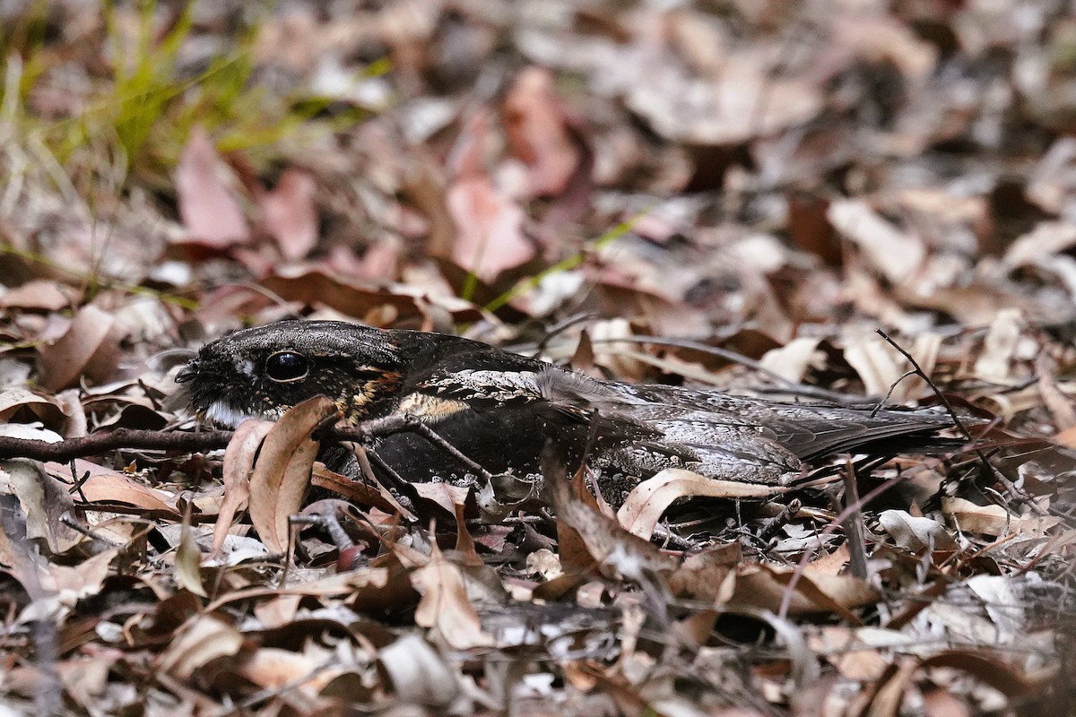White-throated Nightjar - ML644299970