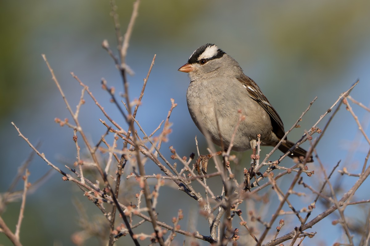 Porsuk Serçesi - ML644299971