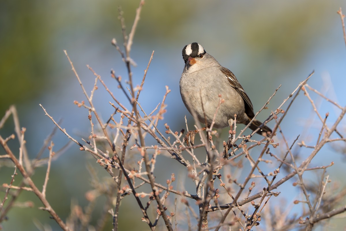 Porsuk Serçesi - ML644299972