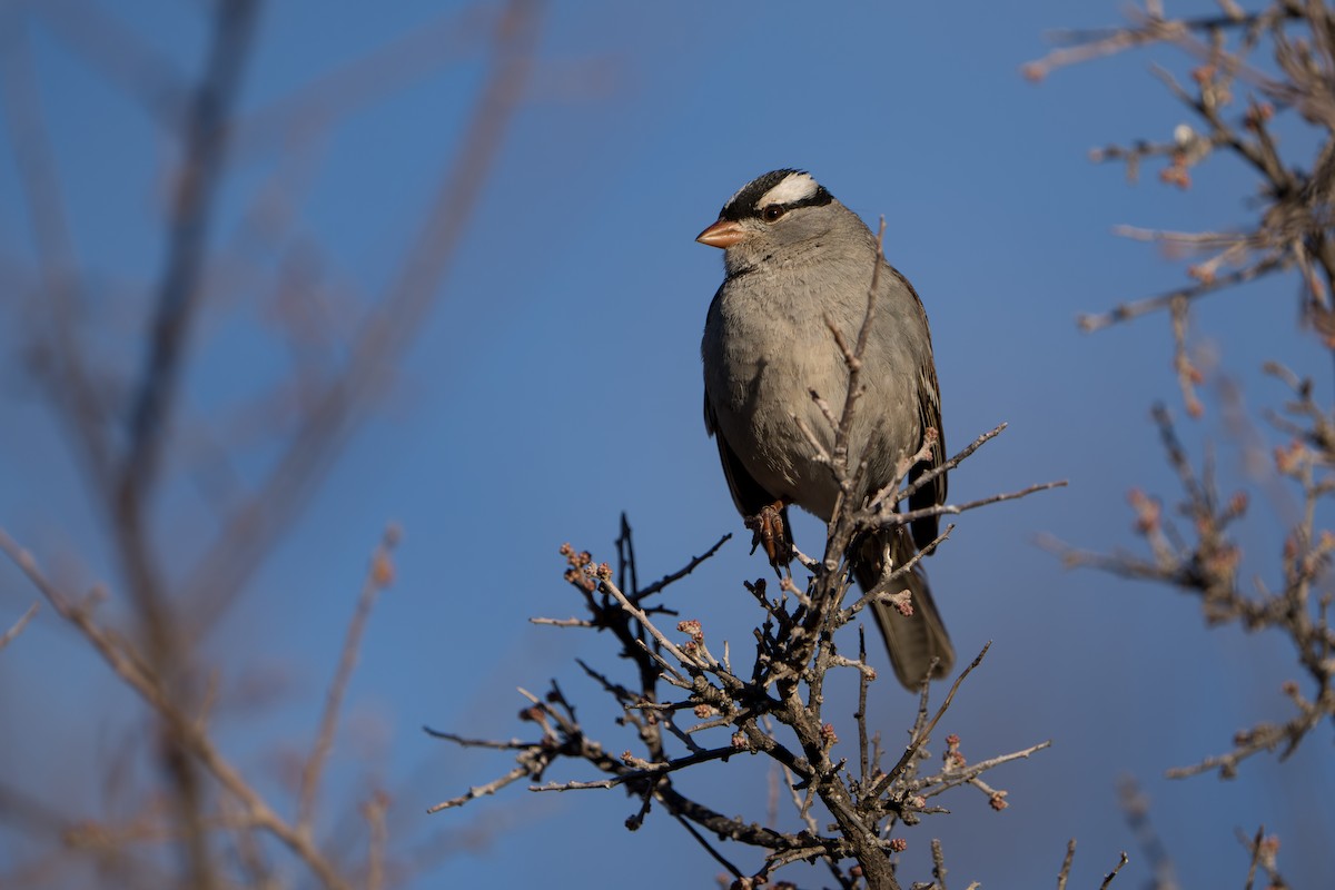 Porsuk Serçesi - ML644299973