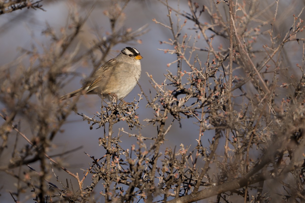 Porsuk Serçesi - ML644299974