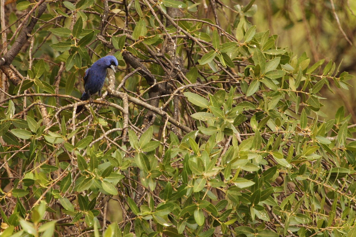 Blue Grosbeak - ML644299975