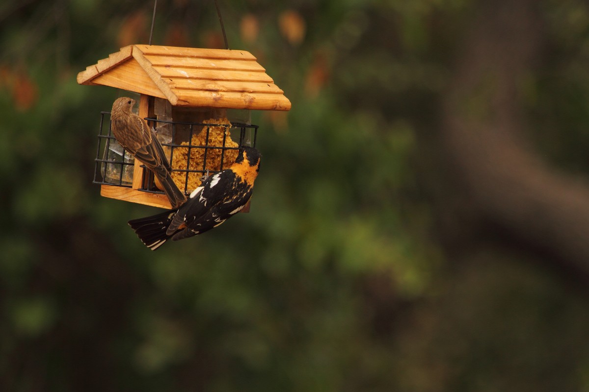 Blue Grosbeak - ML644299976
