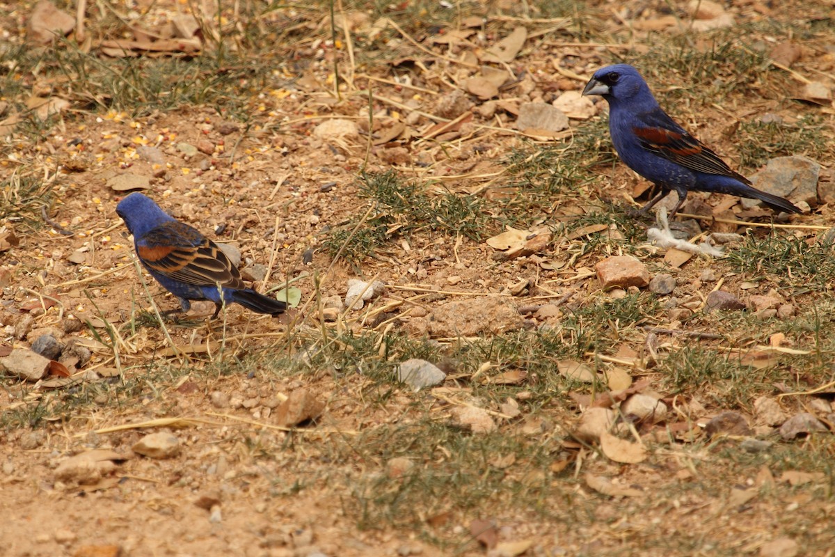 Blue Grosbeak - ML644299977