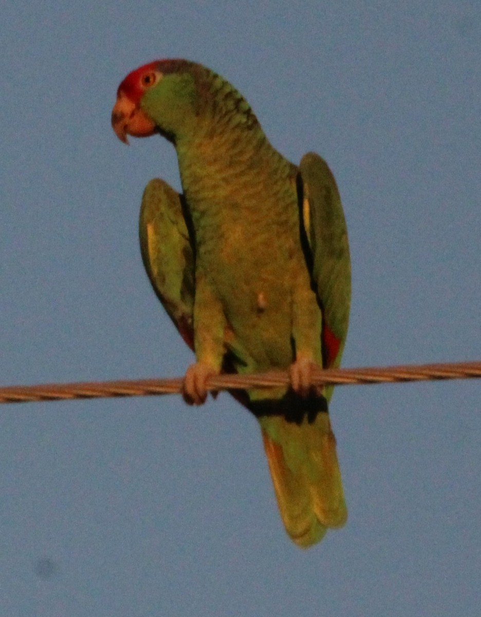 Lilac-crowned Amazon - ML644299978