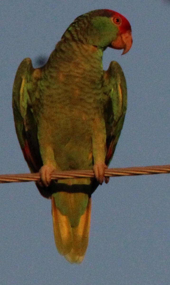 Lilac-crowned Amazon - ML644299979