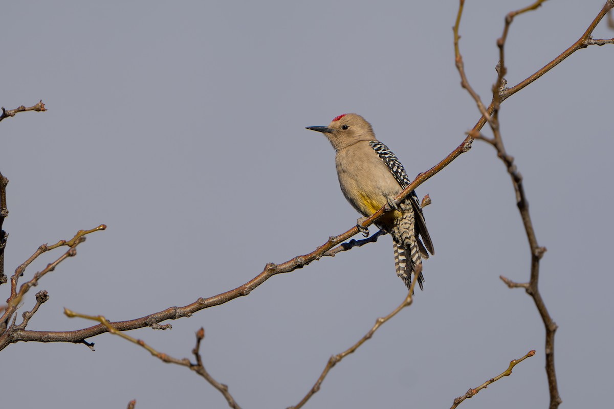Pic des saguaros - ML644299980