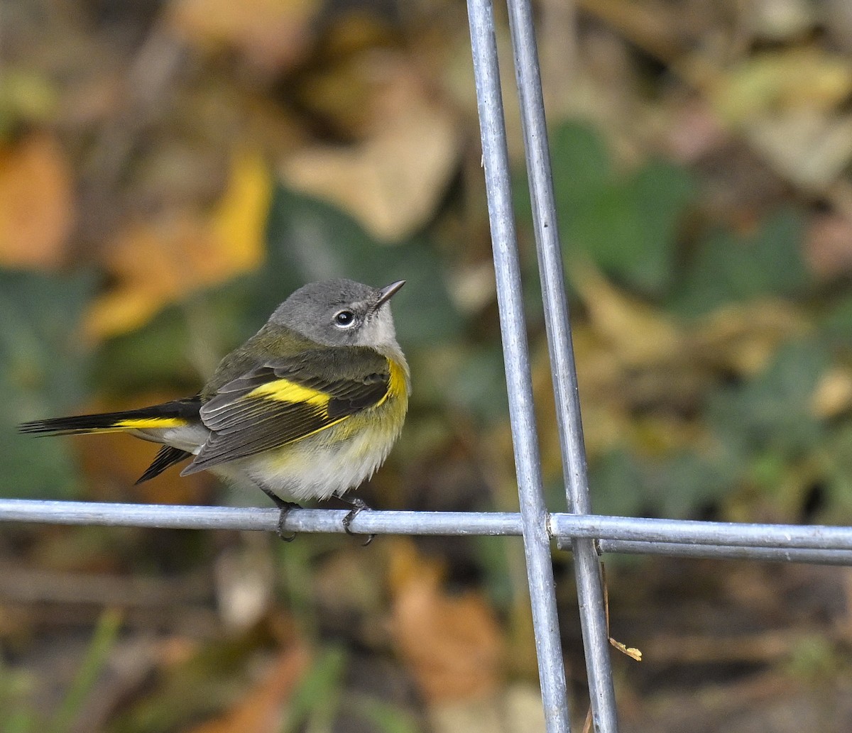 Kızıl Kuyruklu Ötleğen - ML644299981