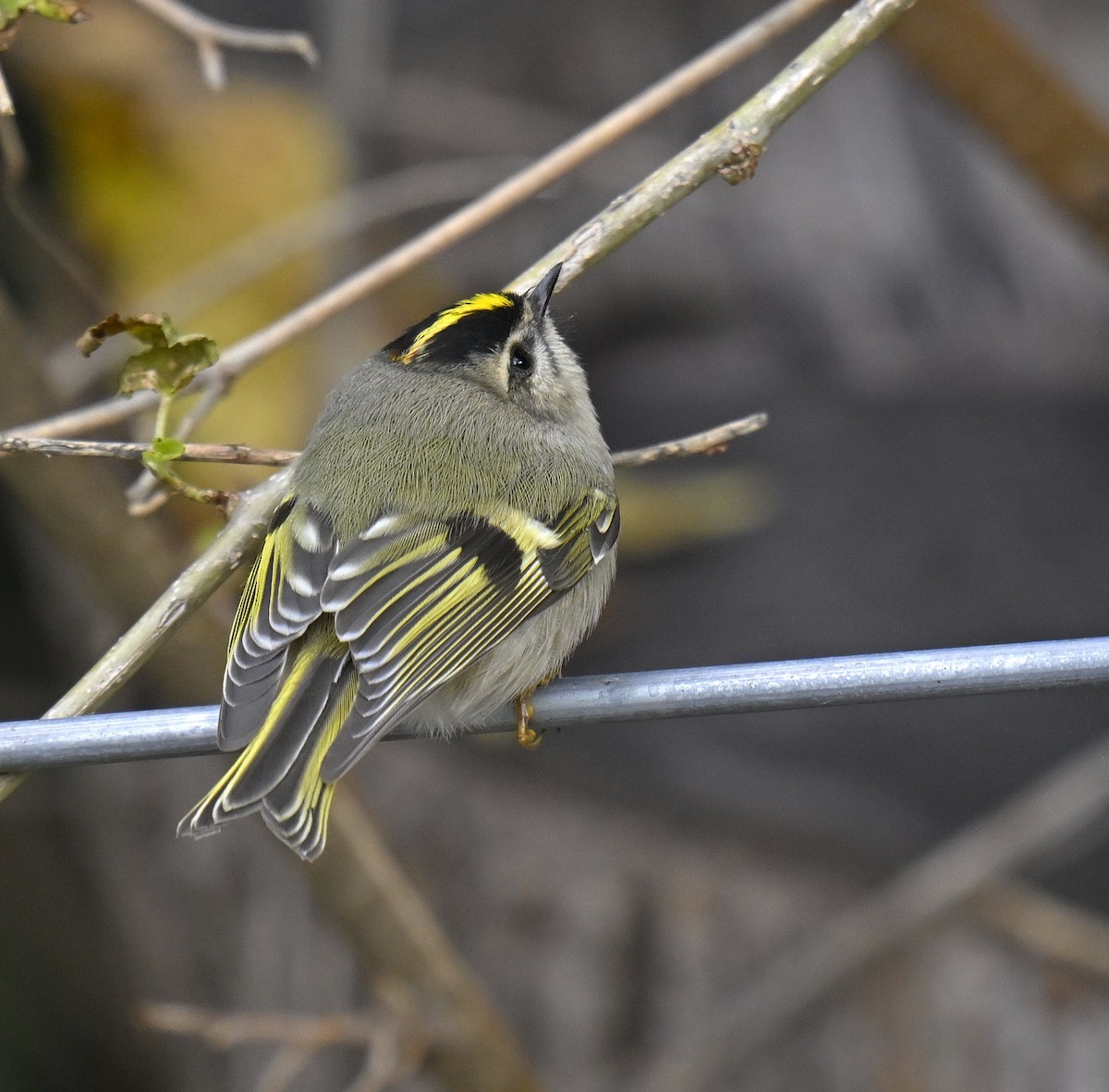 Erregetxo amerikarra - ML644299991