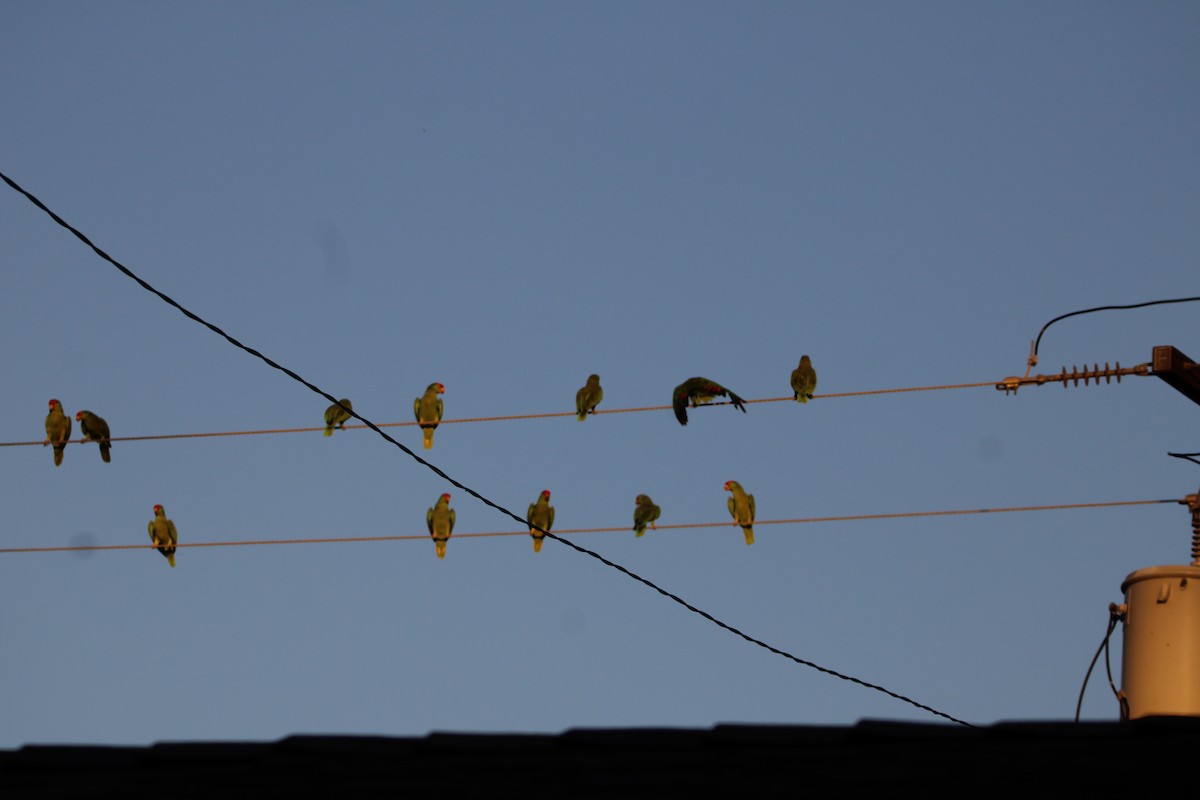 Lilac-crowned Amazon - ML644299992